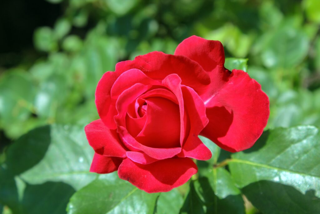 Hoa hồng vinh danh cựu chiến binh