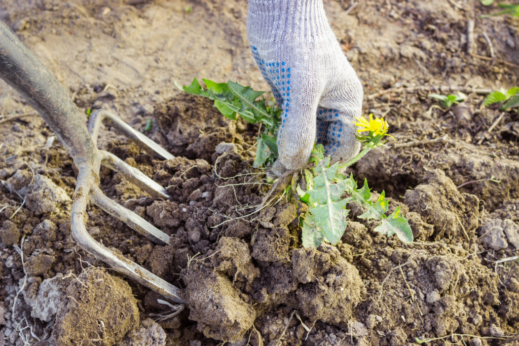 9 Solutions That Kill Weeds Permanently - A-Z Animals