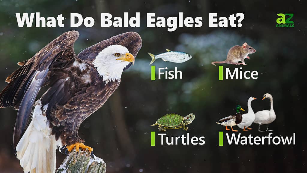 Bald eagle, Size, Habitat, Diet, & Facts