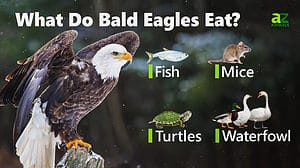 Bald Eagle - A-Z Animals