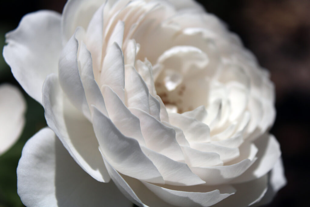White Hedge Rose