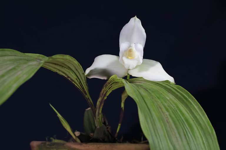 Discover the National Flower of Guatemala: White Nun Orchid - A-Z Animals