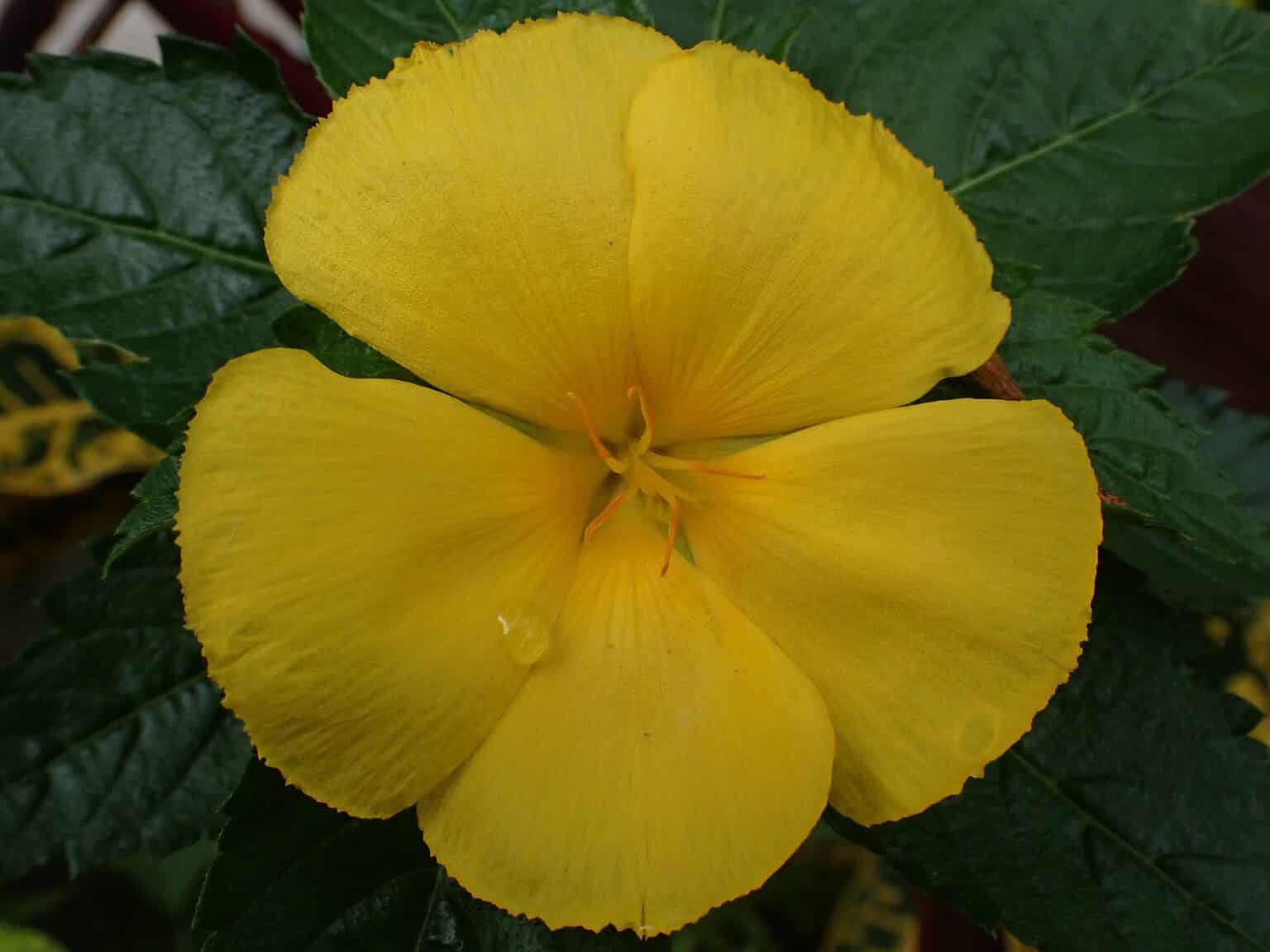 Terrific Yellow Morning Glory Images