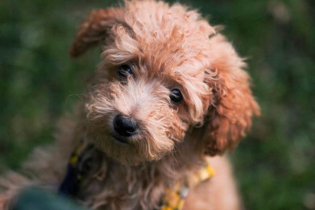 https://a-z-animals.com/media/2023/02/Yorkipoo-1024x683.jpg