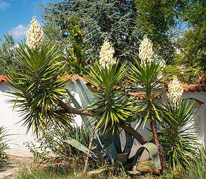 Discover the National Flower of El Salvador: the Izote - A-Z Animals