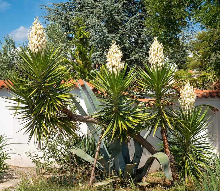 Discover The National Flower Of El Salvador The Izote A Z Animals