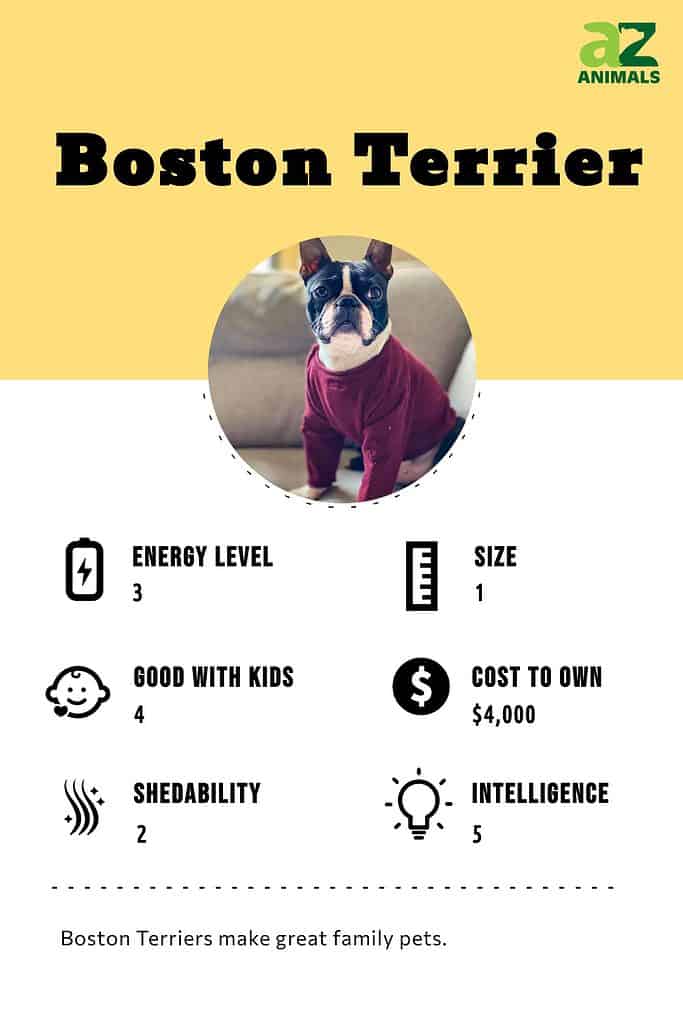 Boston Terrier infographic