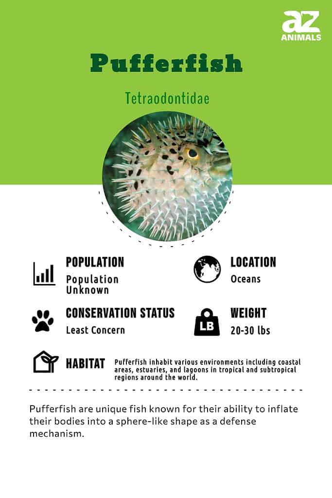 Spikefish Species in Pufferfish World