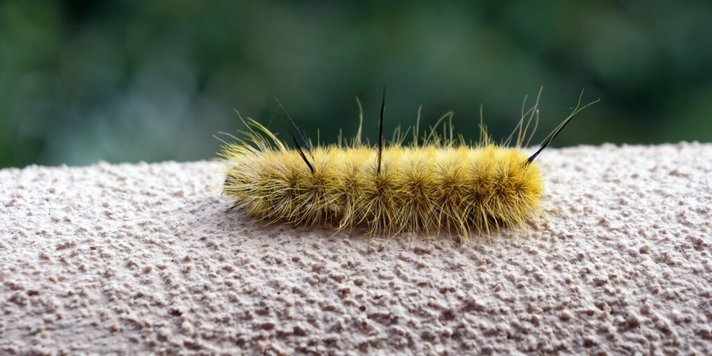 American Dagger Caterpillar crawling on stucco wall