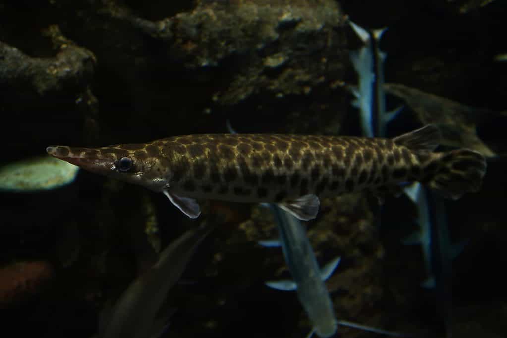 Spotted (Amur) Pike