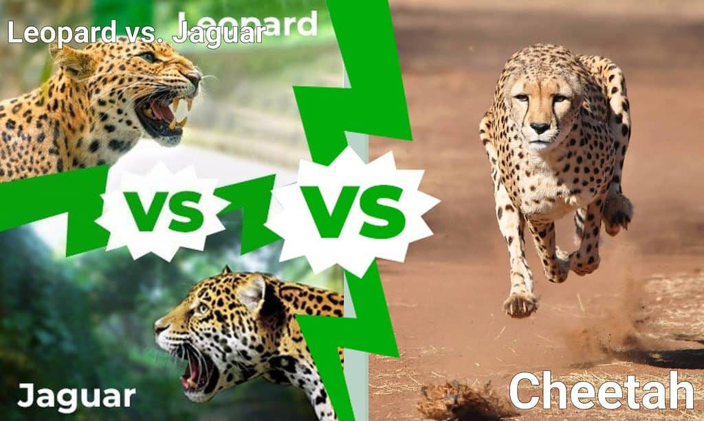 Leopard vs. Jaguar  vs Cheetah