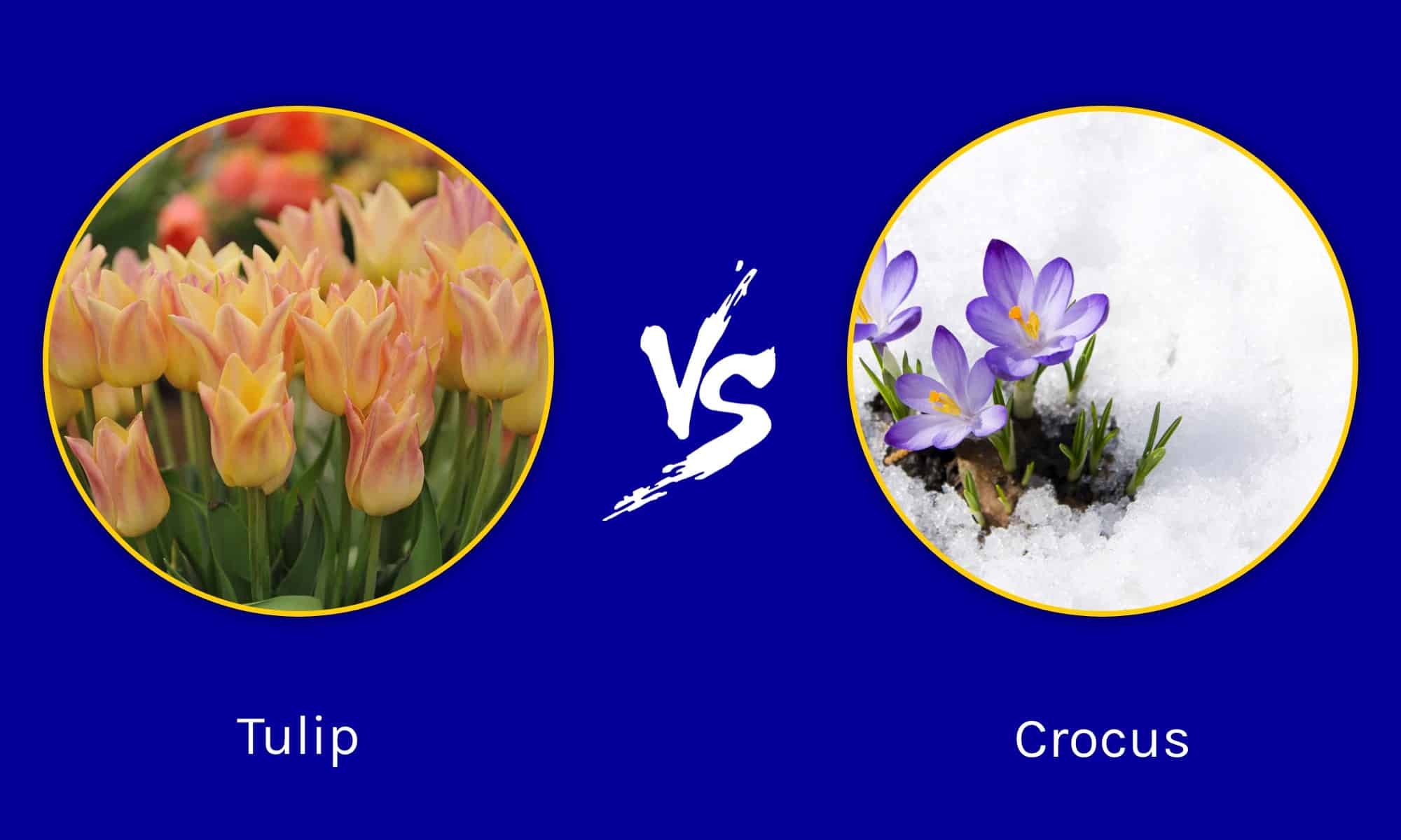 Tulip vs. Crocus Different Signals of Spring