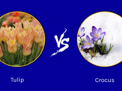 A Tulips vs. Crocus: Different Signals of Spring