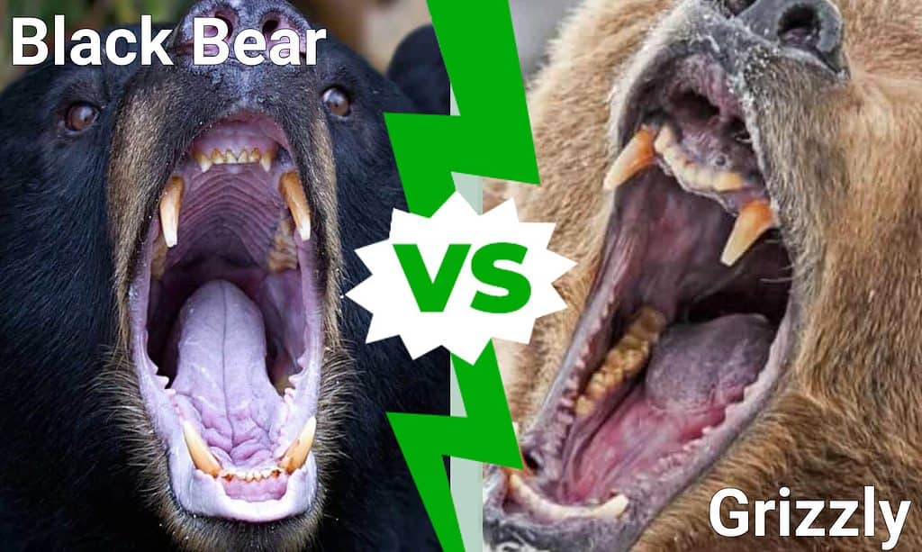 black bear vs grizzly