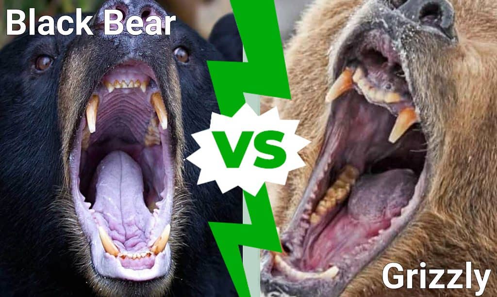 black bear teeth