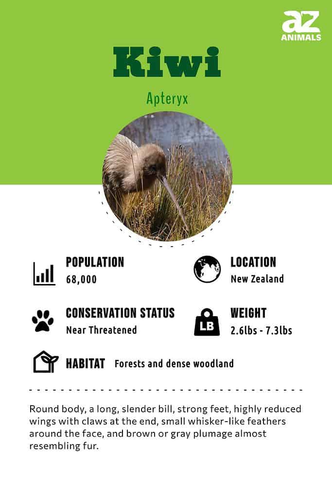 Kiwi Information and Facts