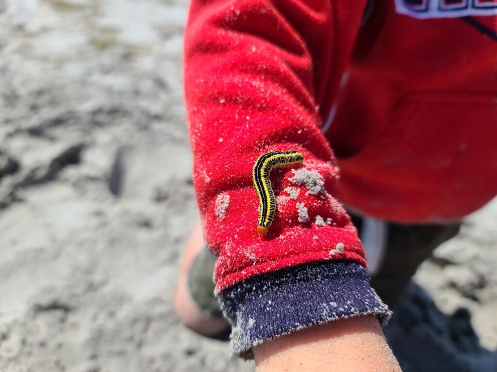 Black and yellow zebra caterpillar on boy's arm at beach