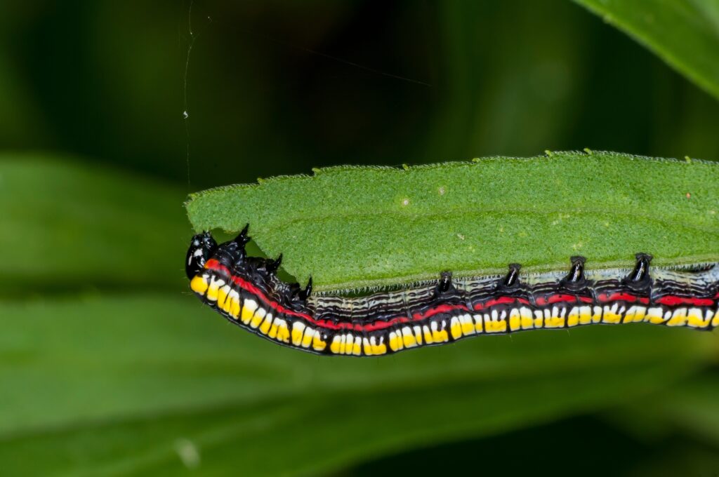 Brown-hooded owlet caterpillar on a leaf