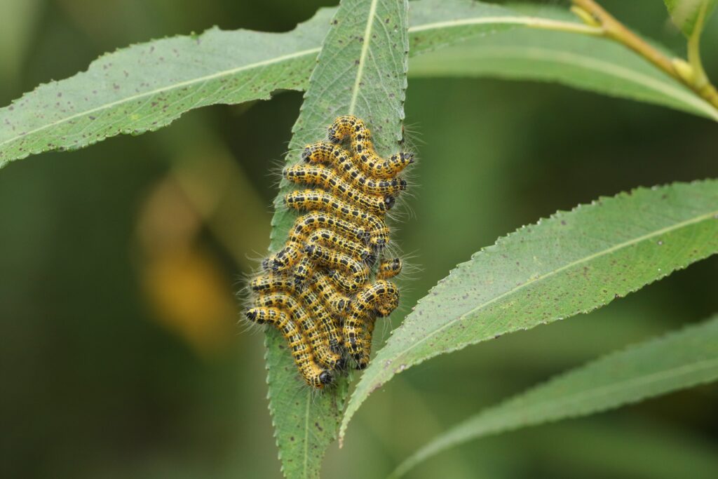 Group of buff tip moth caterpillars on leaf