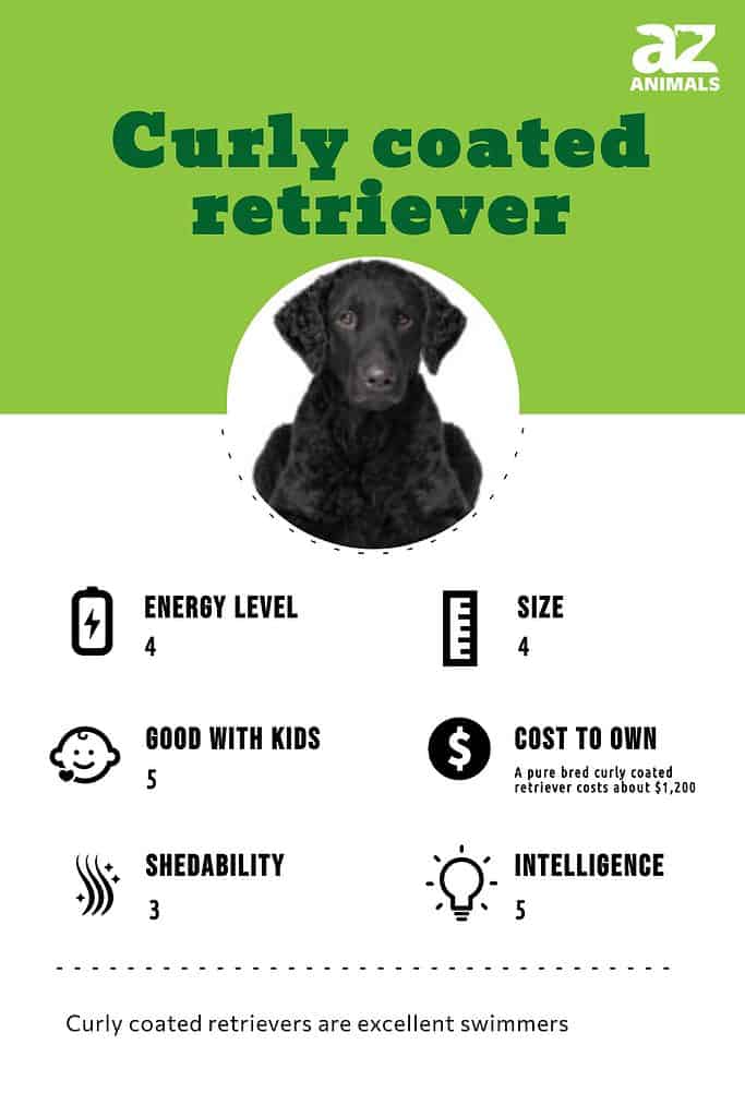 are curly coated retrievers prone to joint problems