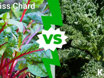 A Swiss Chard vs. Kale: Key Differences