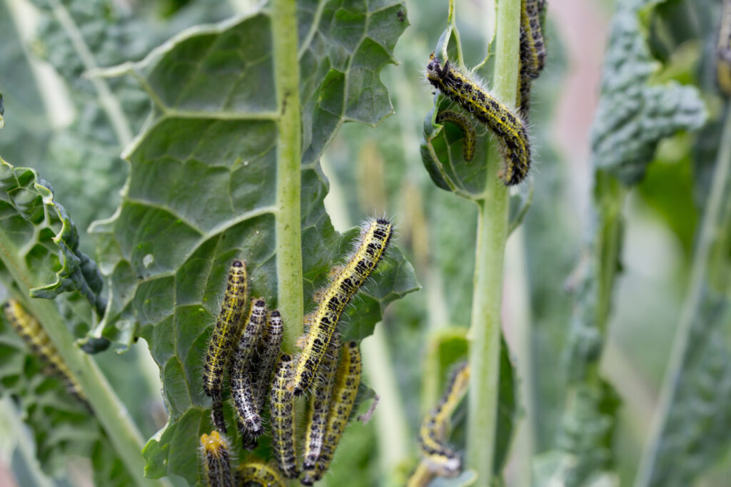 Cabbage white caterpillar feeds on plant