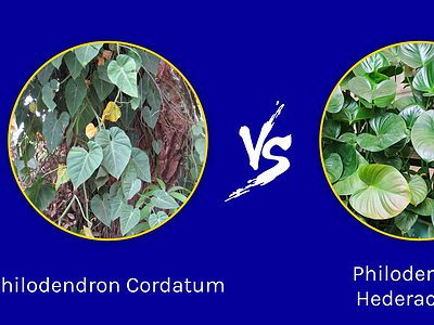 A Philodendron Cordatum vs. Hederaceum