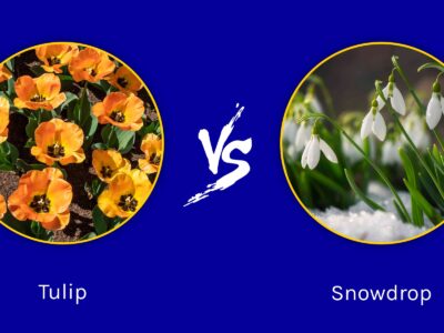 A Tulips vs. Snowdrops: Spring vs. Winter Flowers