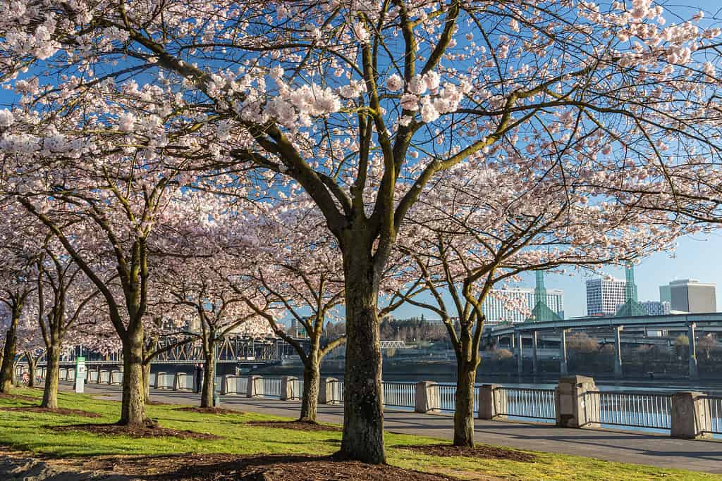Cherry blossom trees in waterfront park
