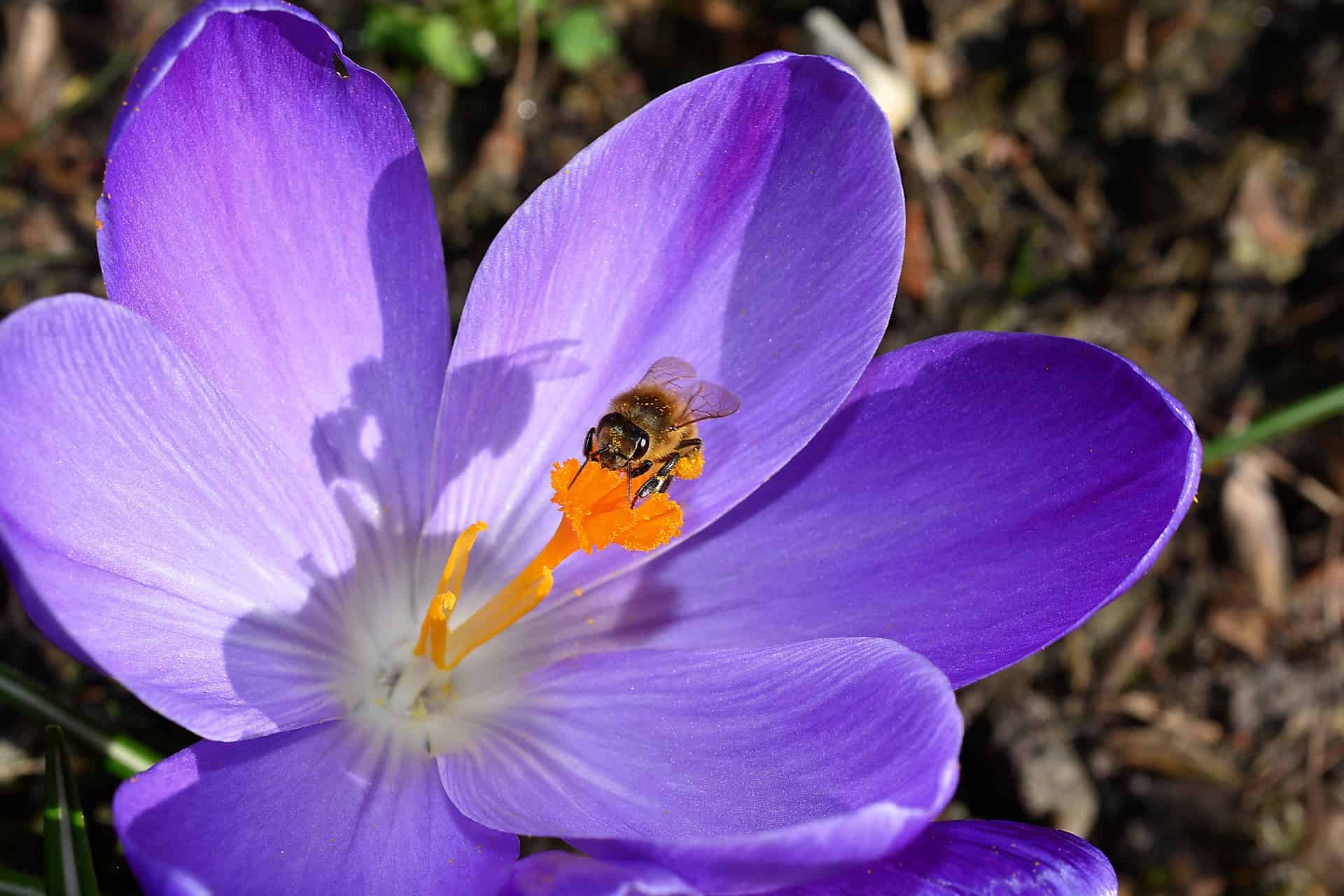 bee on a widely open crocus