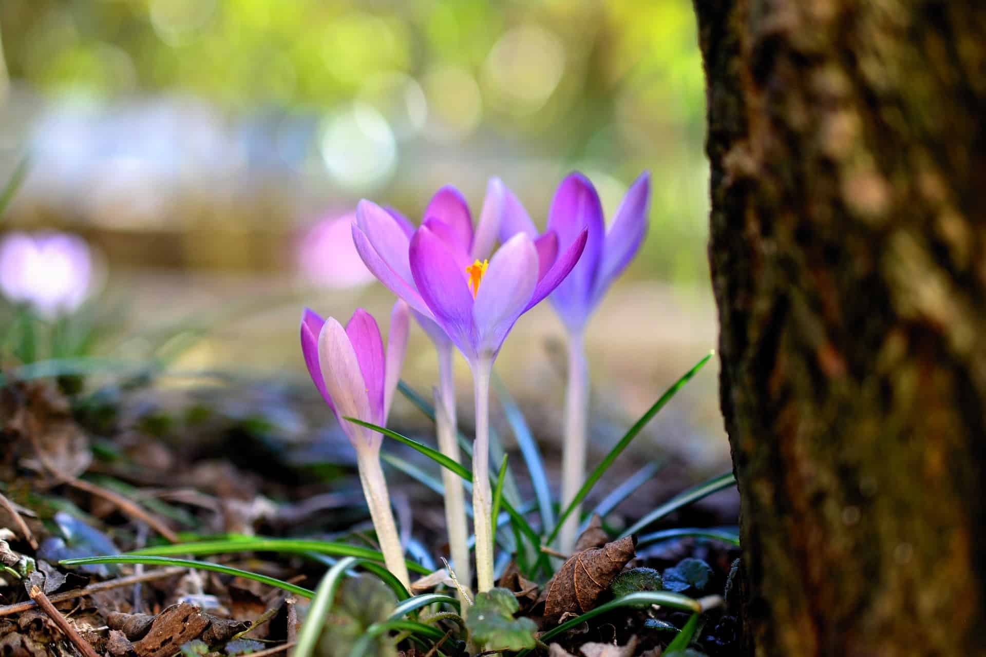 fresh crocuses just starting to bloom