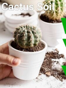 Cactus Soil vs. Succulent Soil: Discover the Differences Picture