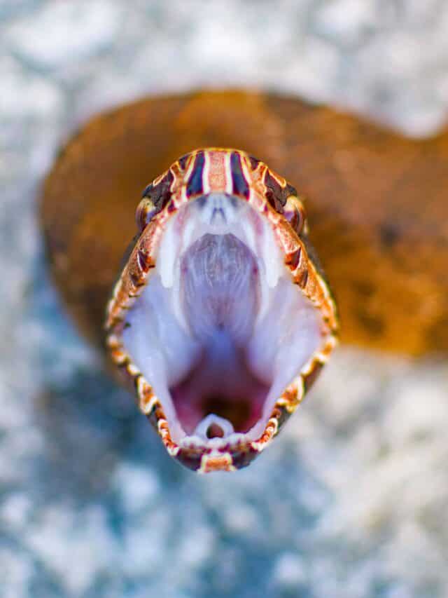 Close up view of a young Eastern cottonmouth snake - Agkistrodon piscivorus with its mouth wide open showing white coloring.