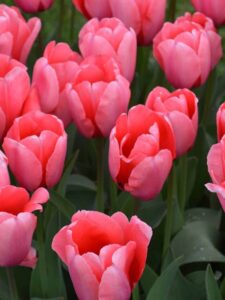 Discover 9 Tulips to Plant in Vermont Picture