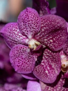4 Types Of Variegated Orchids Picture