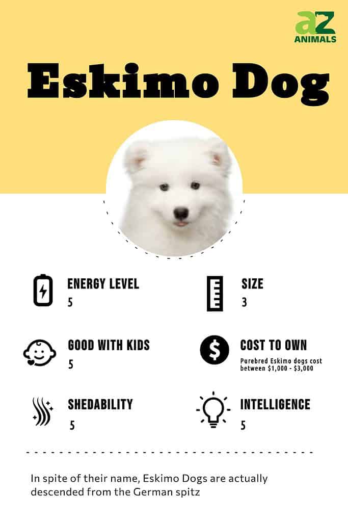 Eskimo Dog Breed Complete Guide A Z Animals