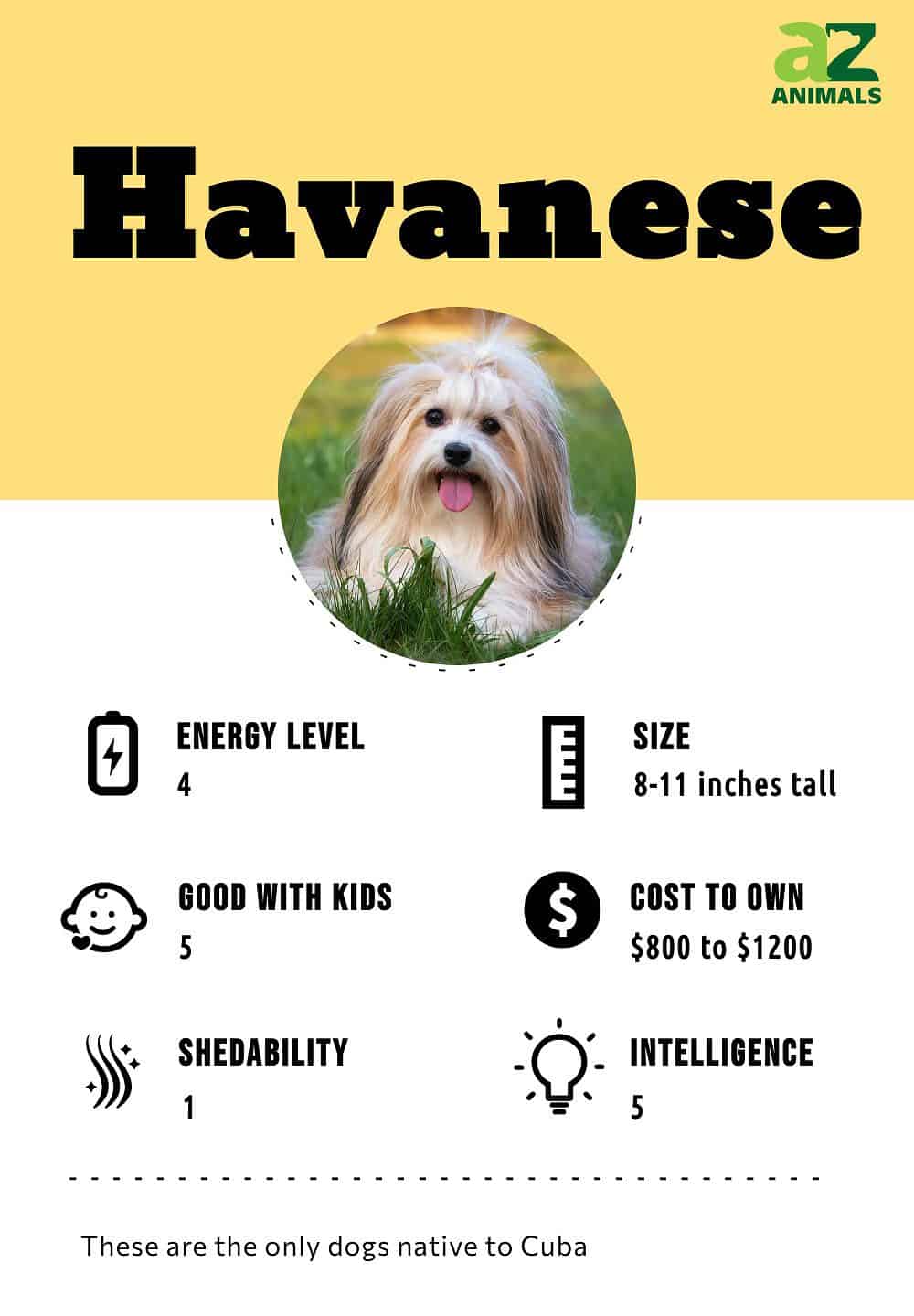 Cool male 2024 havanese names