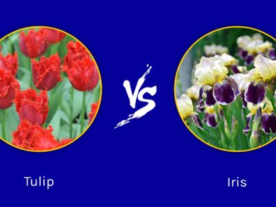 A Tulip vs. Iris: Springtime Beauties Worth Exploring