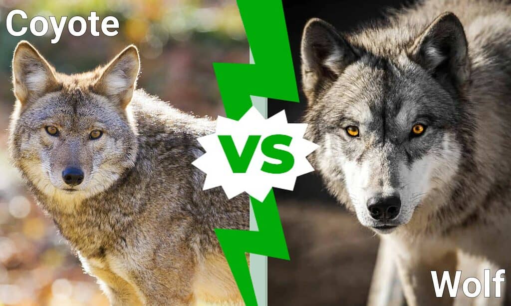 Coyote Vs Wolf