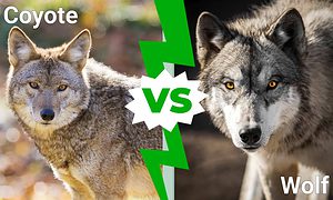 Coyote vs Wolf: The 6 Key Differences Explained - A-Z Animals