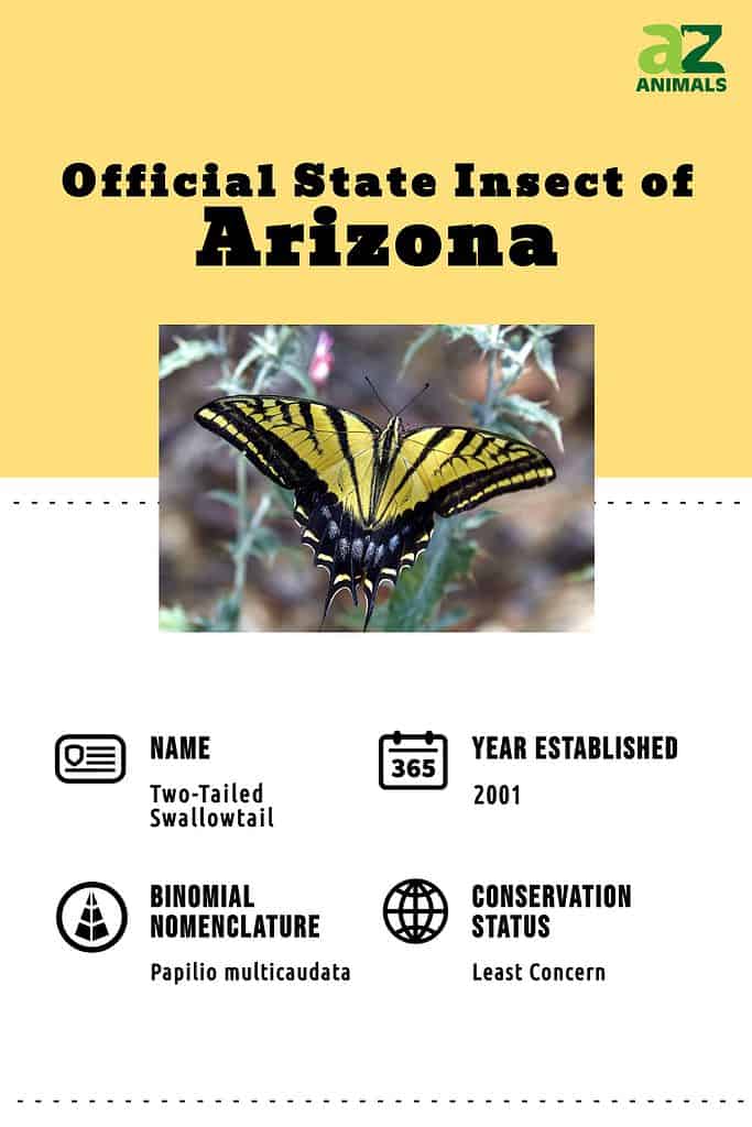 Arizona Two-Tailed Swallowtail infographic