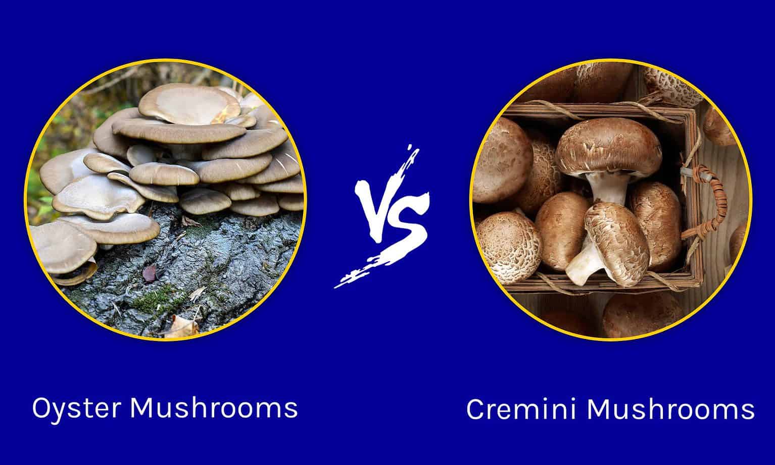 Oyster Mushrooms vs. Cremini Mushrooms AZ Animals