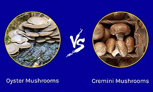 Oyster Mushrooms vs. Cremini Mushrooms Picture