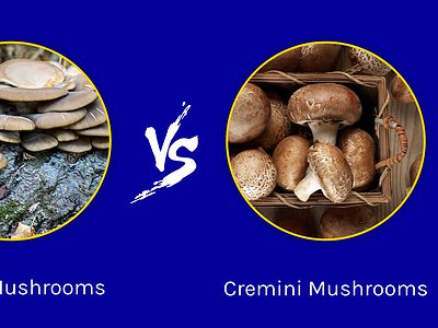 A Oyster Mushrooms vs. Cremini Mushrooms