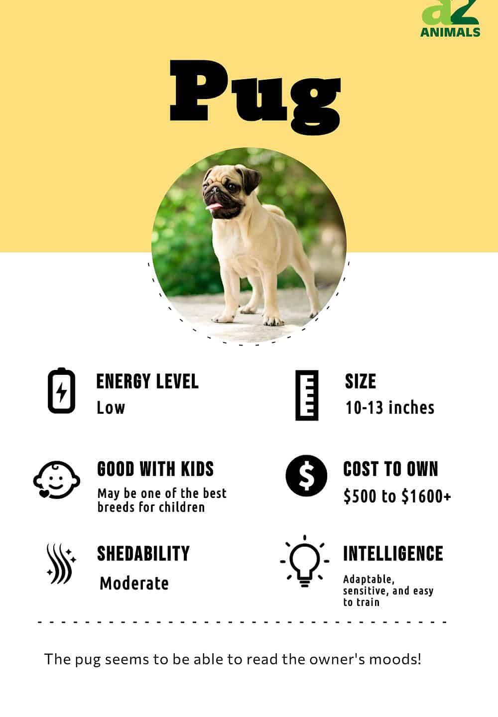 Pug dog food clearance list