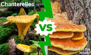 Chanterelles vs. Chicken of the Woods Picture