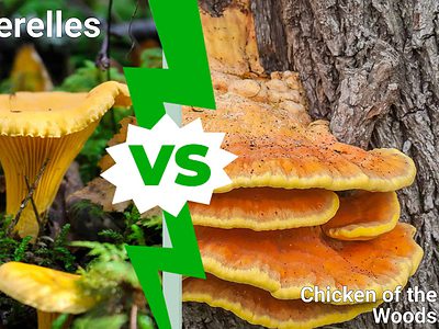 A Chanterelles vs. Chicken of the Woods