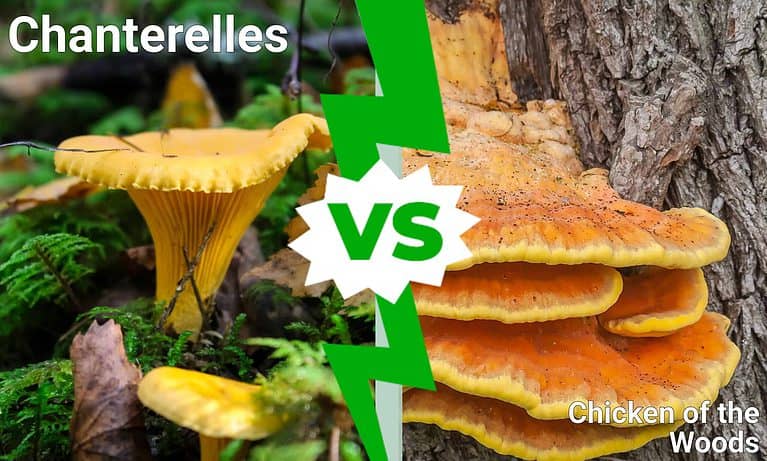 Chanterelles vs Chicken of the Woods