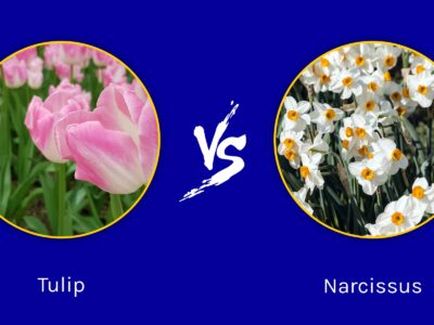 A Tulip vs. Narcissus: The First Blossoms of Spring