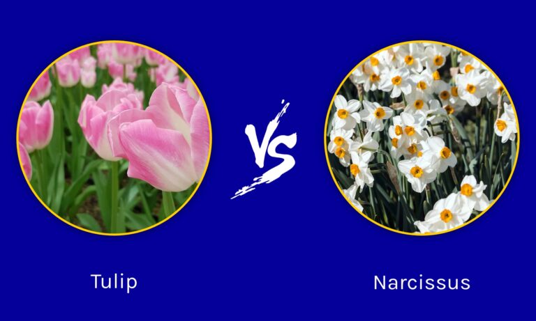 Tulip vs. narcissus